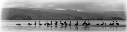 Pelicans on Tomales Bay